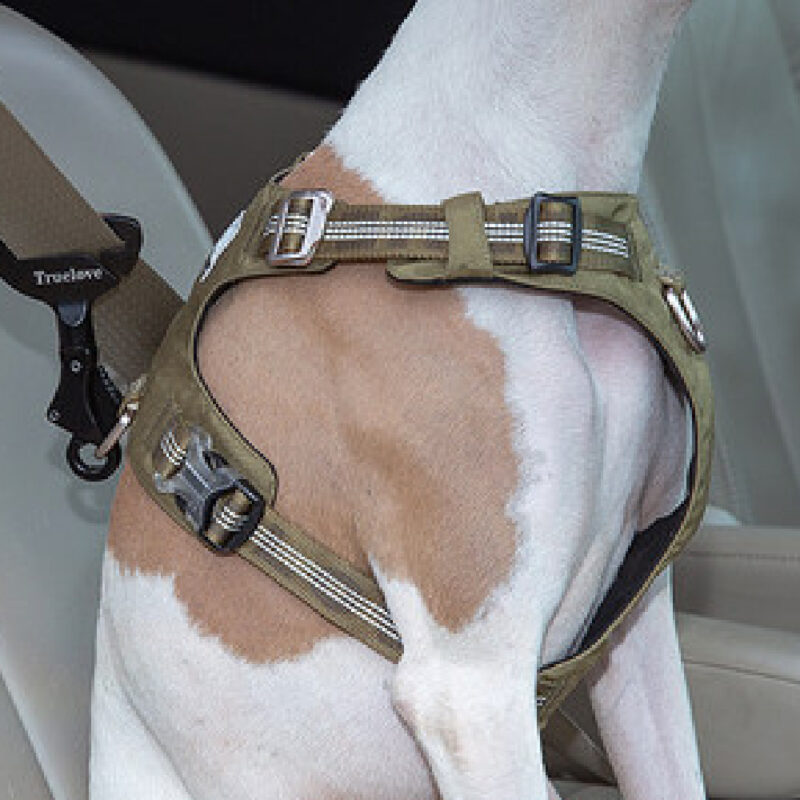 Pet Safety Buckle/Seat Belt Attachment For Harness